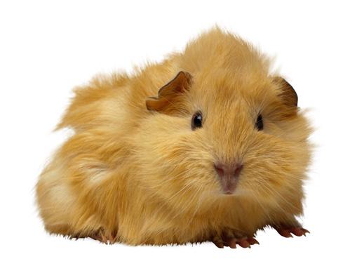 are guinea pigs good house dogs