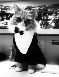 cat wearing tuxedo black and white