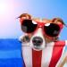 dog wearing sunglasses on beach chair