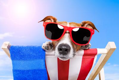 dog wearing sunglasses on beach chair