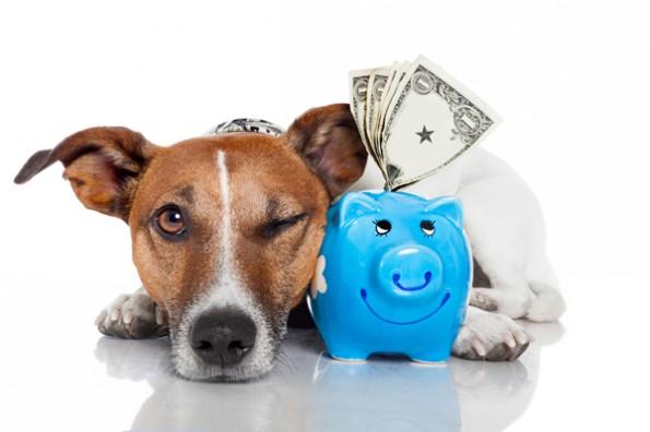 dog beside blue piggy bank with cash