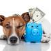 dog beside blue piggy bank with cash